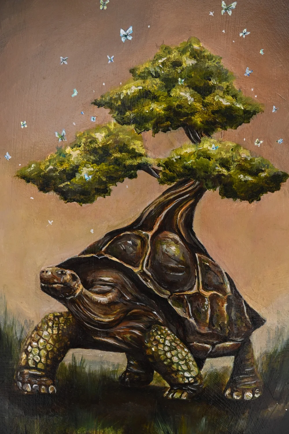 World+Tortoise+2.jpeg?format=1000w